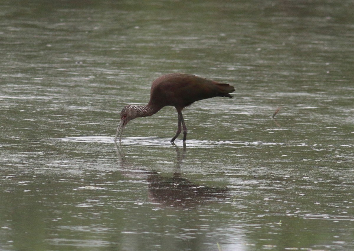 White-faced Ibis - ML643740011