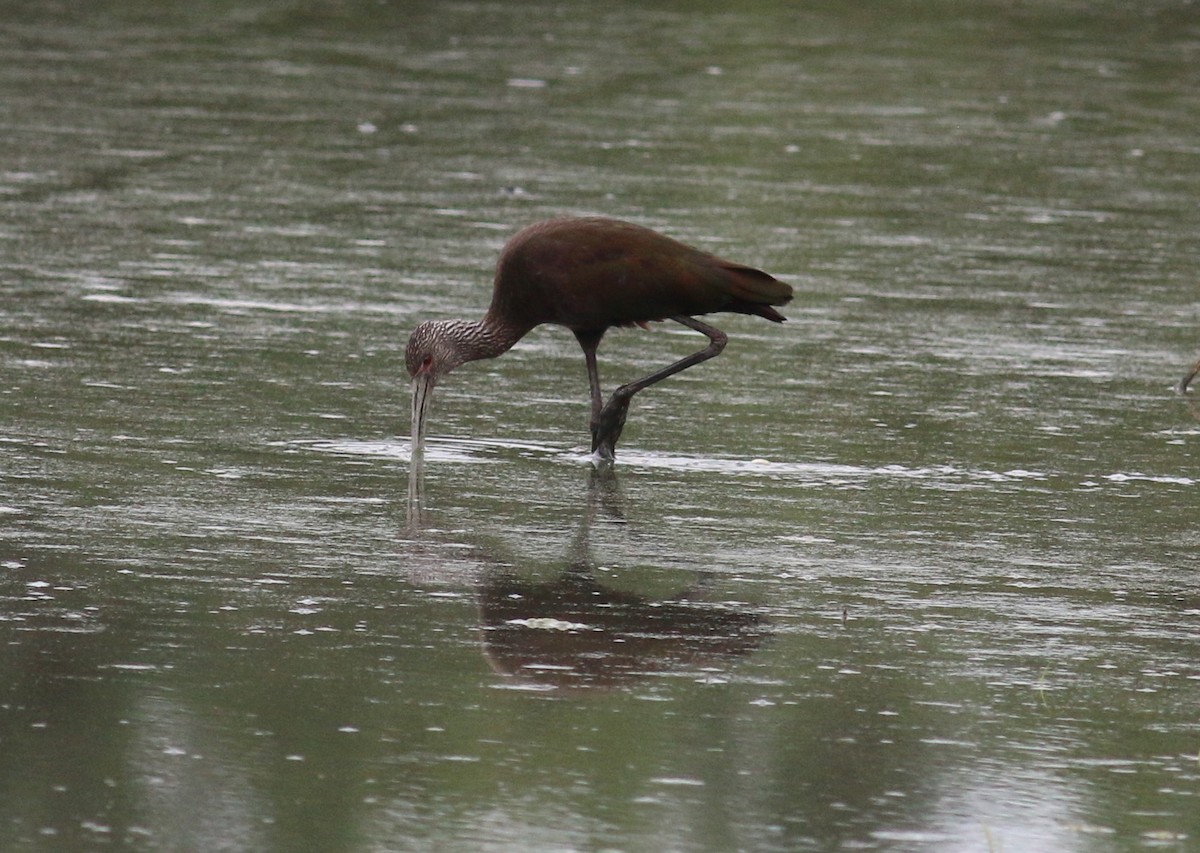White-faced Ibis - ML643740012