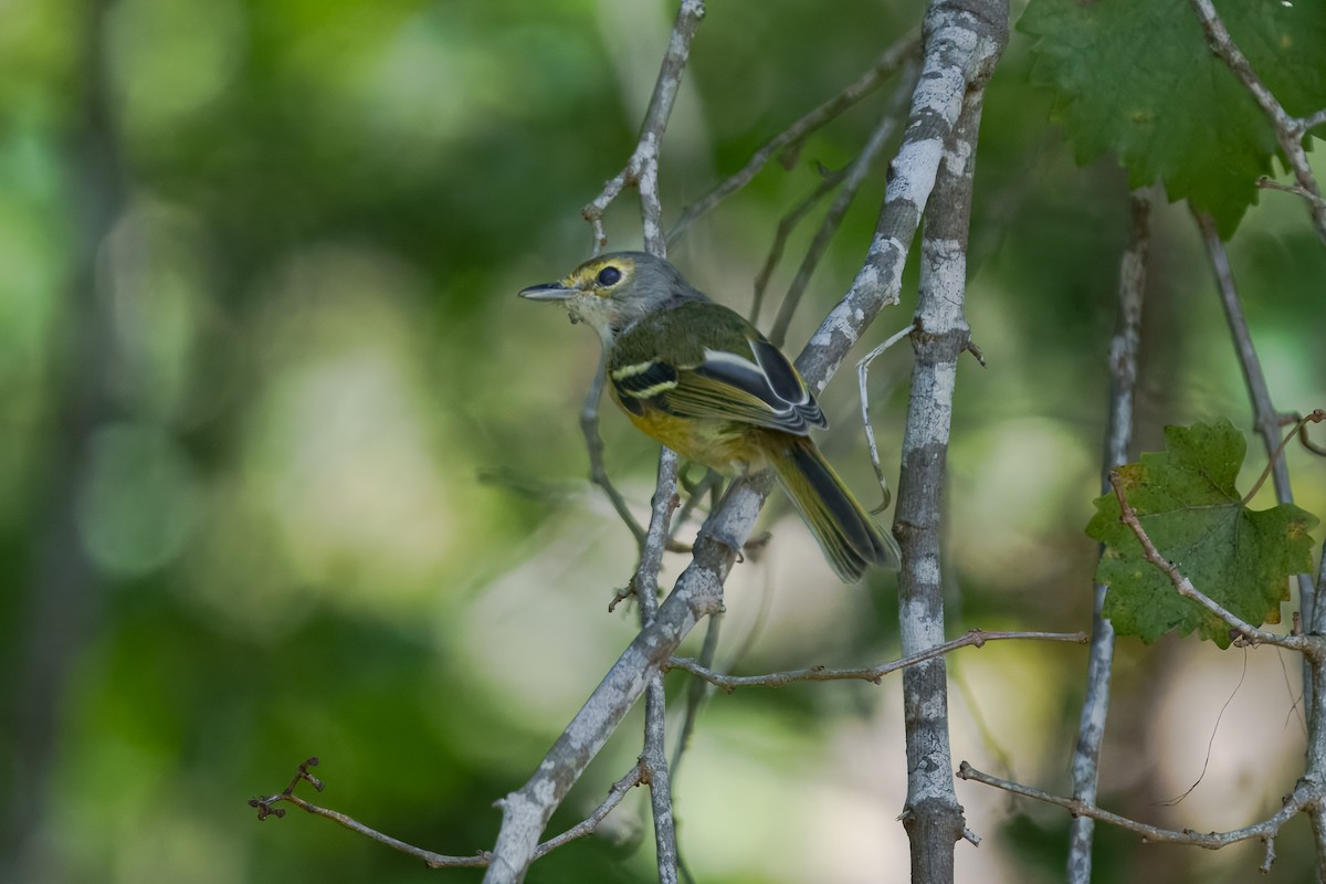 Weißaugenvireo - ML643740015