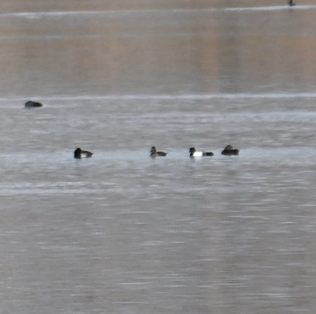 Greater/Lesser Scaup - ML643740026