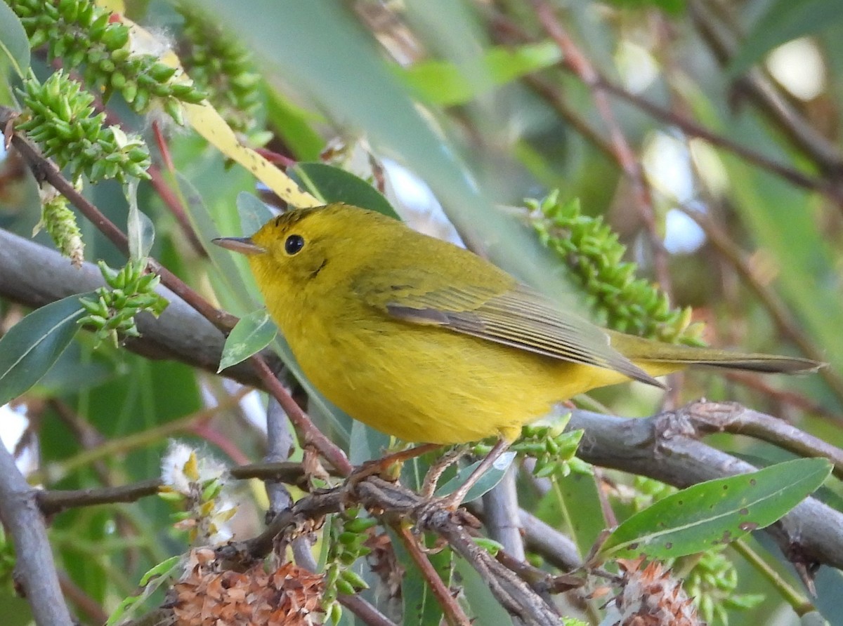 Wilson's Warbler - ML643740034