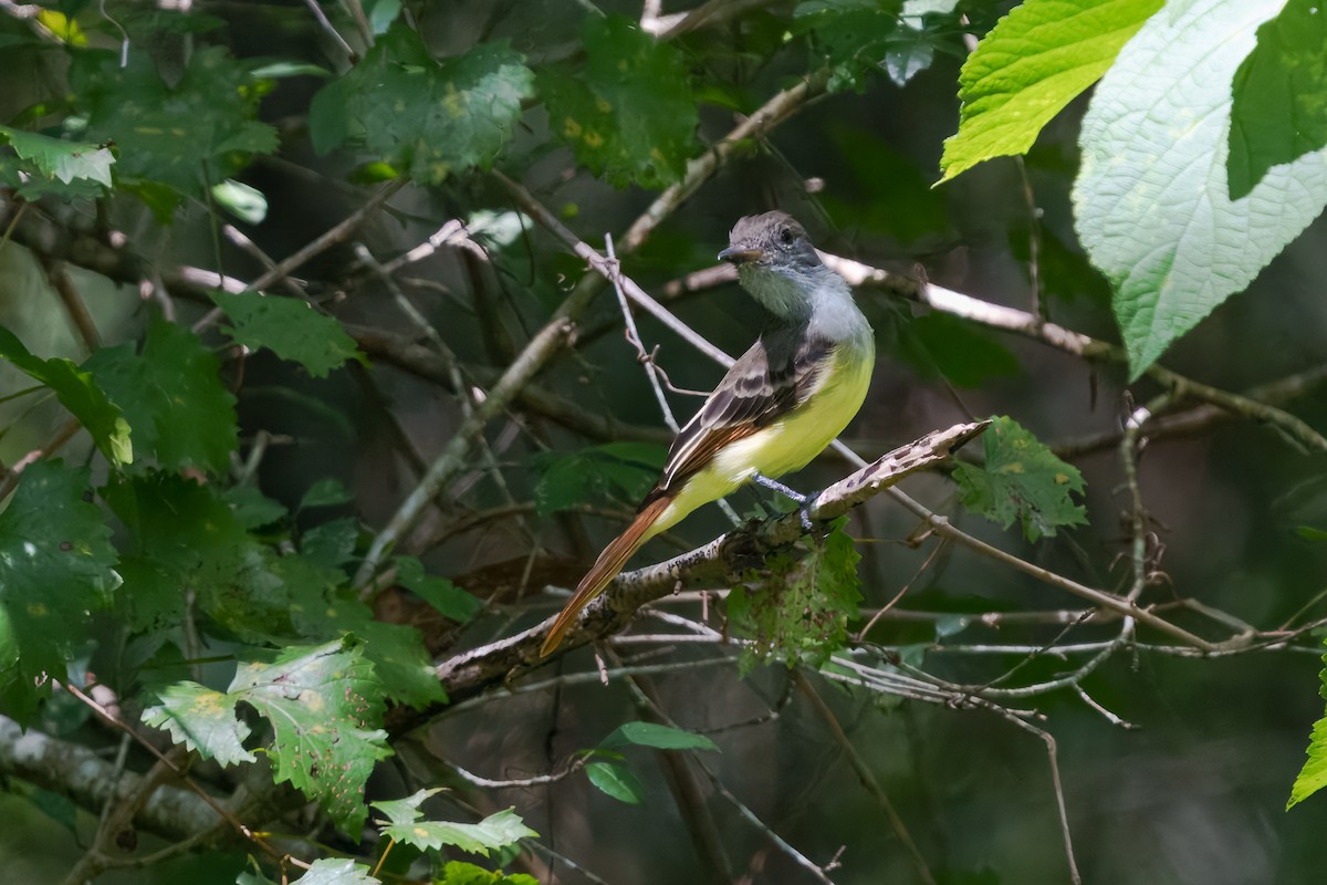 Great Crested Flycatcher - ML643740038