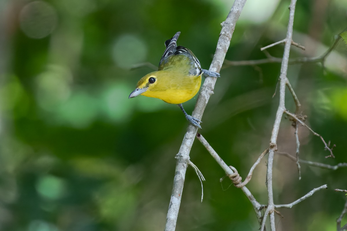 Yellow-throated Vireo - ML643740040