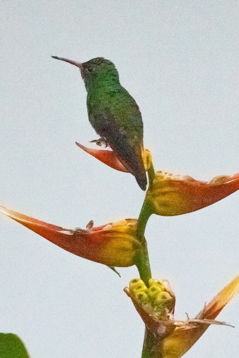 Rufous-tailed Hummingbird - ML643740048