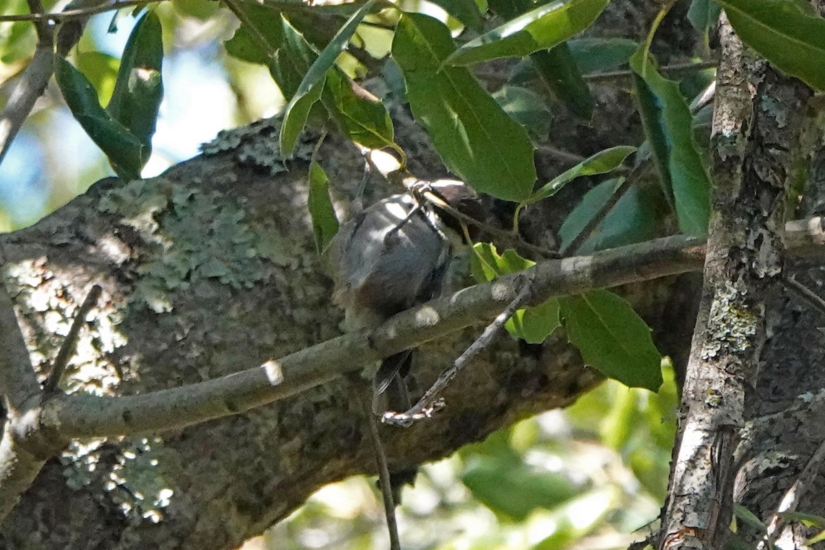 Mésange à dos marron - ML643740049