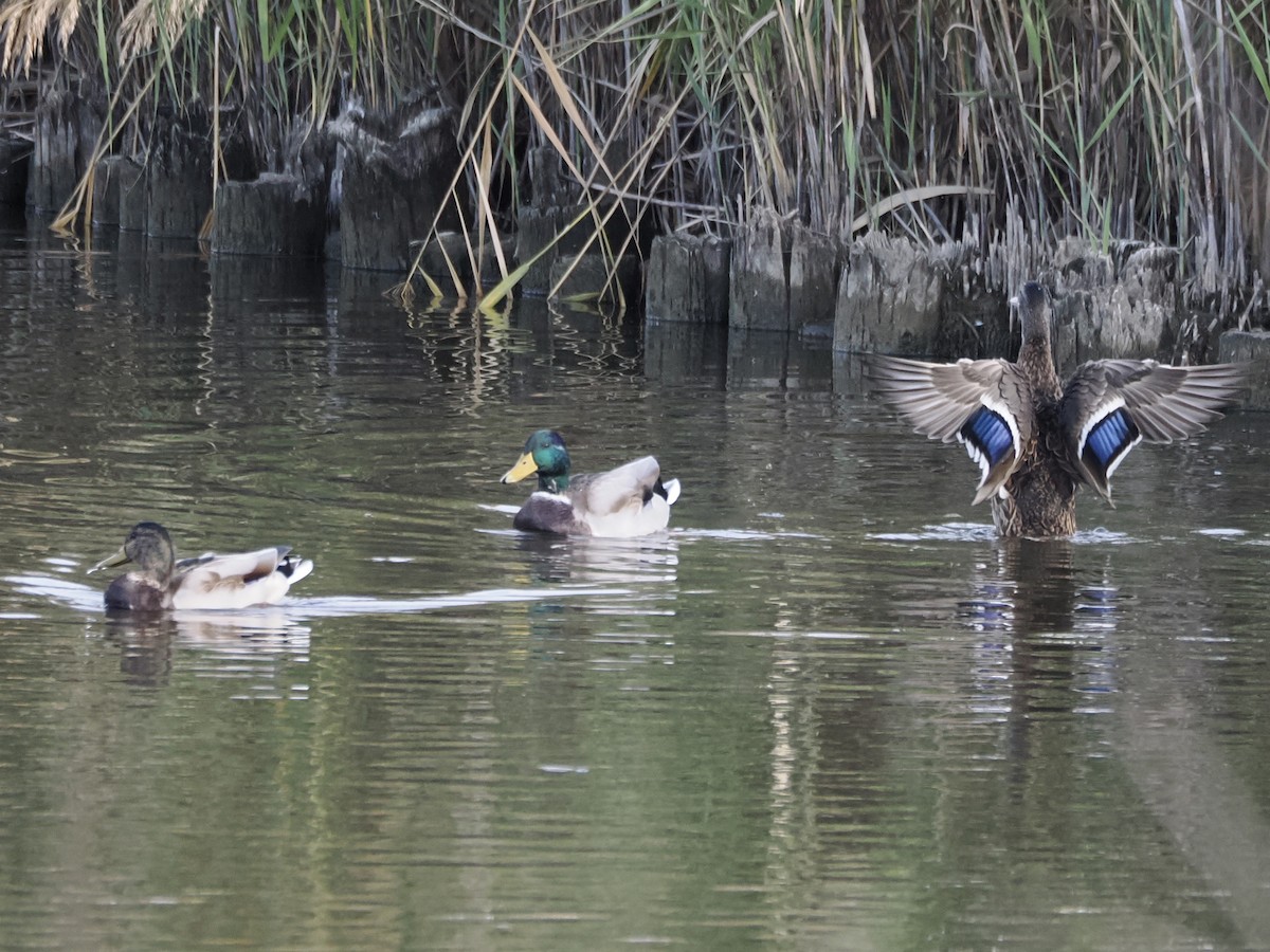 Mallard - ML643740051