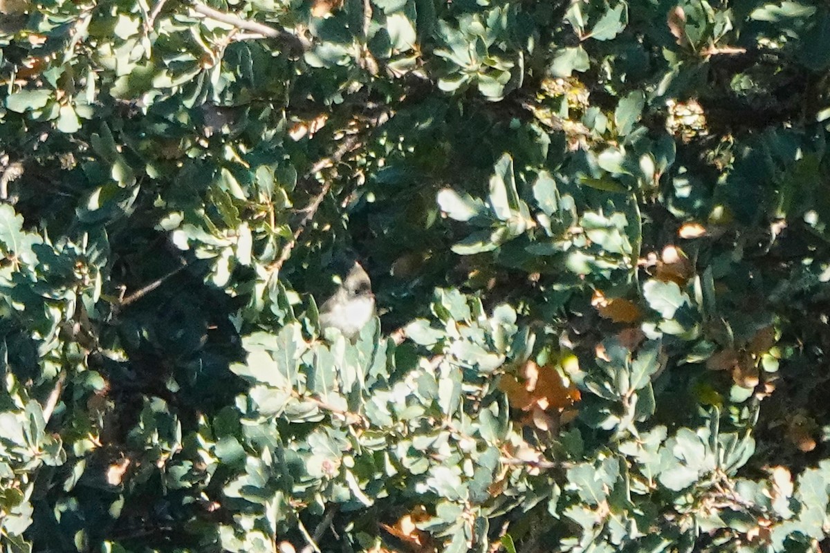Mésange unicolore - ML643740053