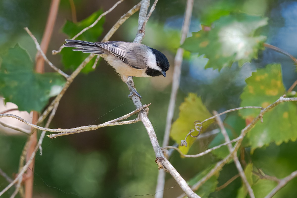 Carolina Chickadee - ML643740062