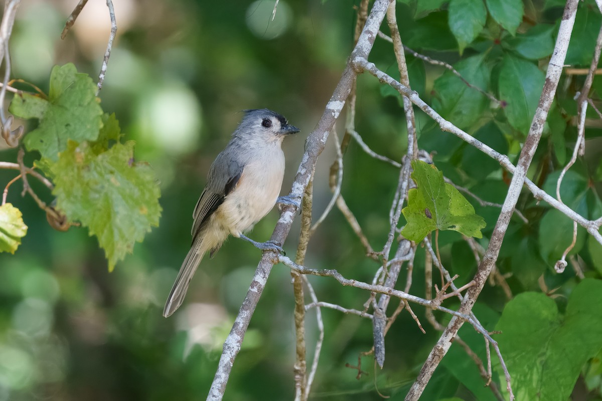 Tufted Titmouse - ML643740071