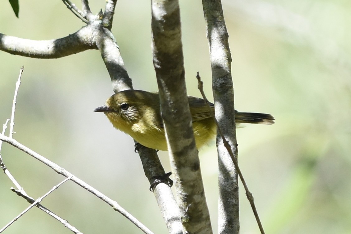 Yellow Thornbill - ML643740072