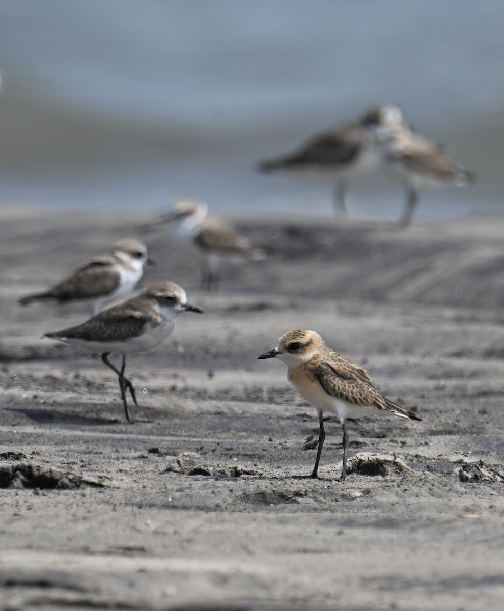 Tibetan Sand-Plover - ML643740074