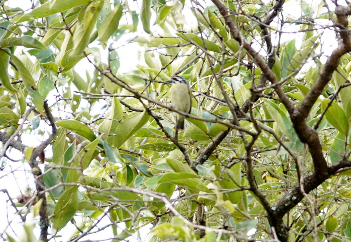 Northern Red-fronted Tinkerbird - ML643740075