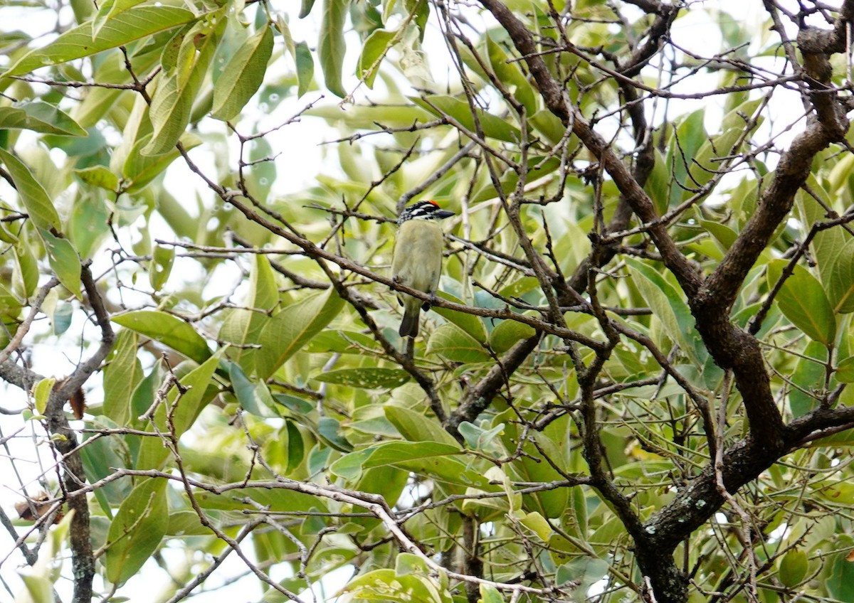Northern Red-fronted Tinkerbird - ML643740076