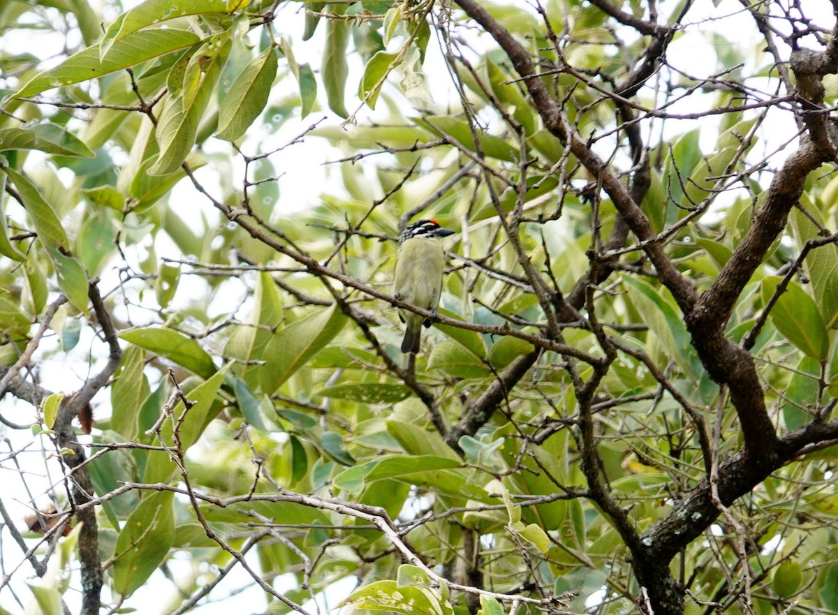 Northern Red-fronted Tinkerbird - ML643740077