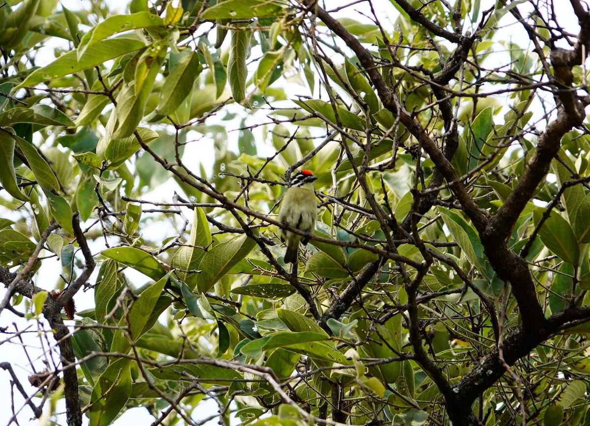 Northern Red-fronted Tinkerbird - ML643740078