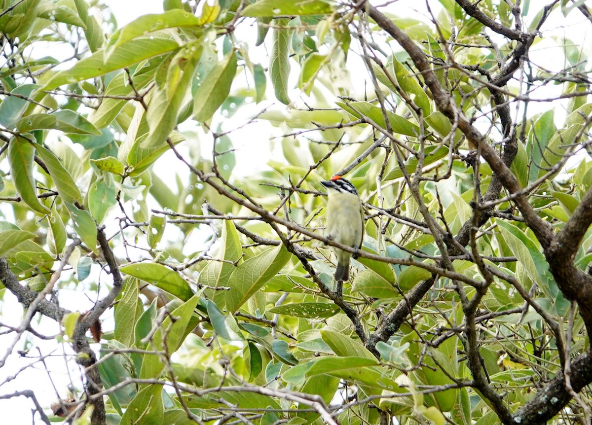 Northern Red-fronted Tinkerbird - ML643740079