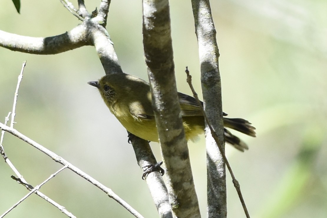 Yellow Thornbill - ML643740080