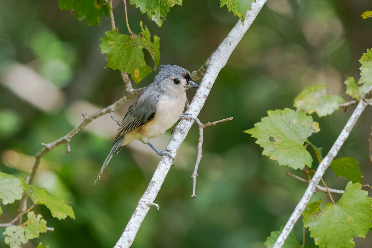 Tufted Titmouse - ML643740083