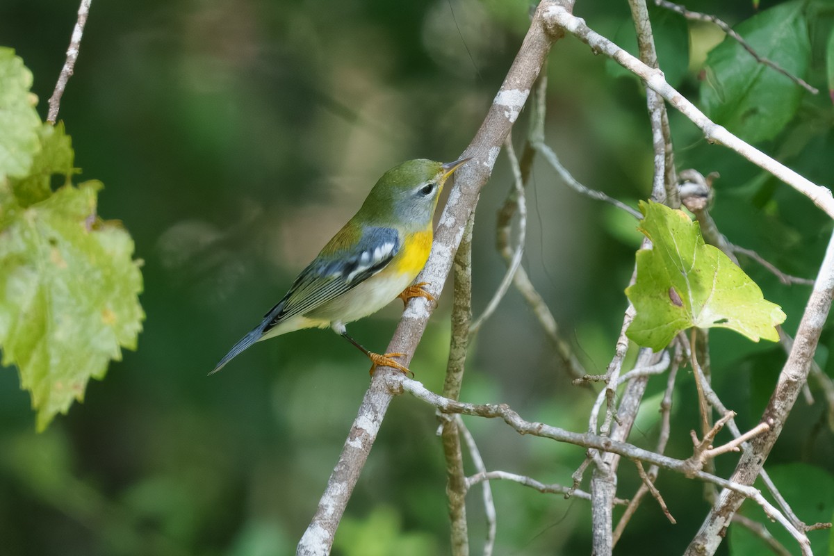Northern Parula - ML643740093