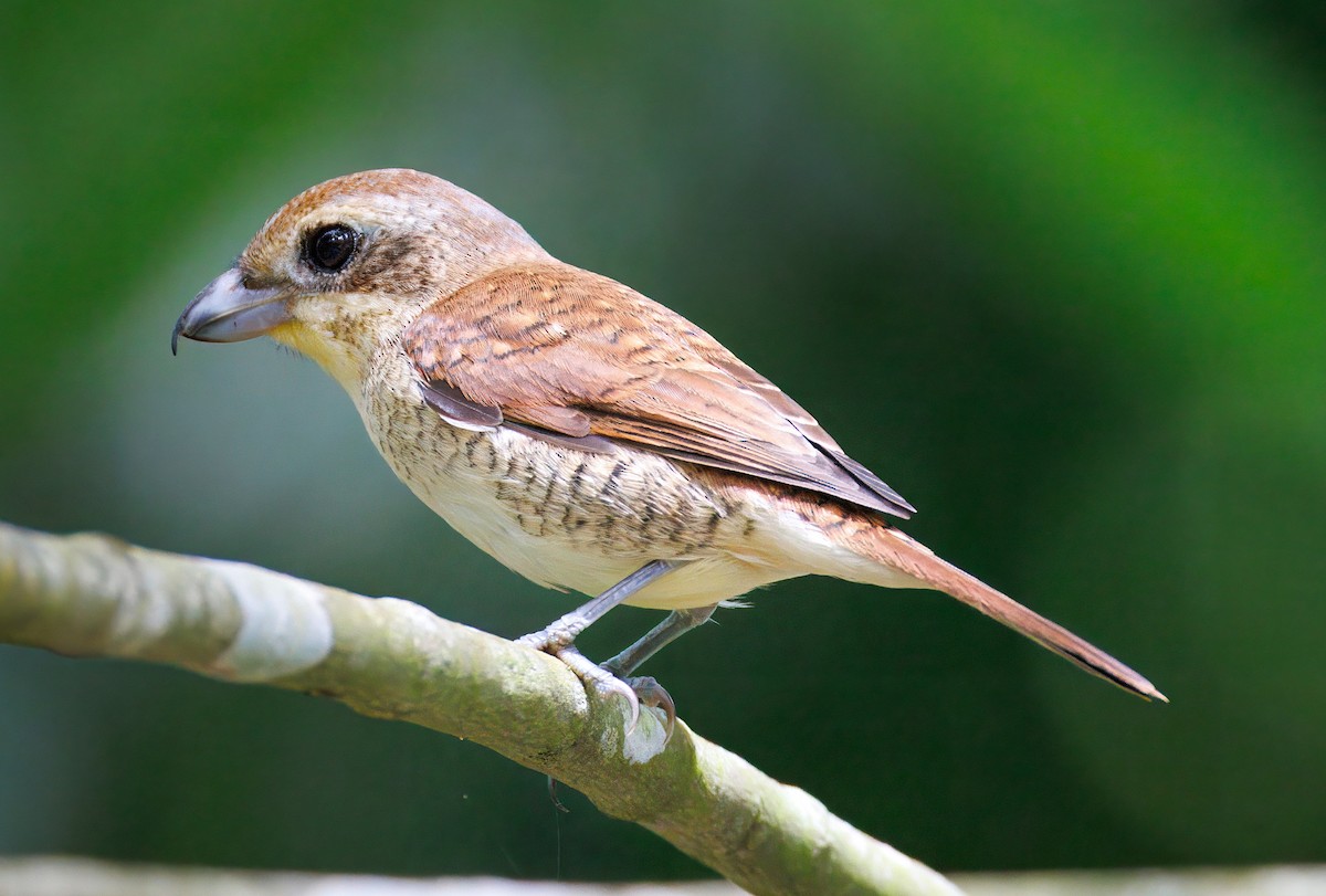Tiger Shrike - ML643740097