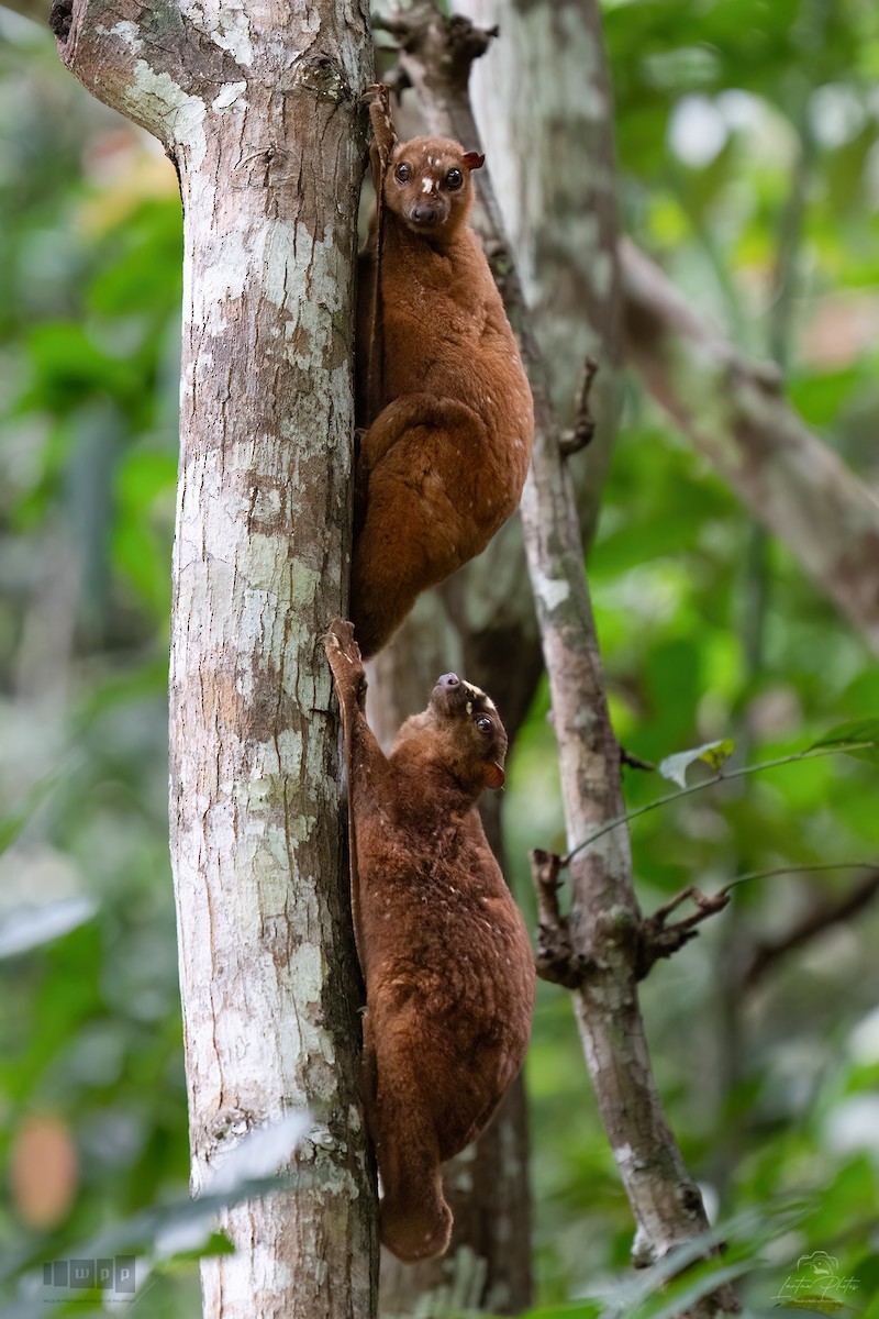 哺乳綱 - ML643740098