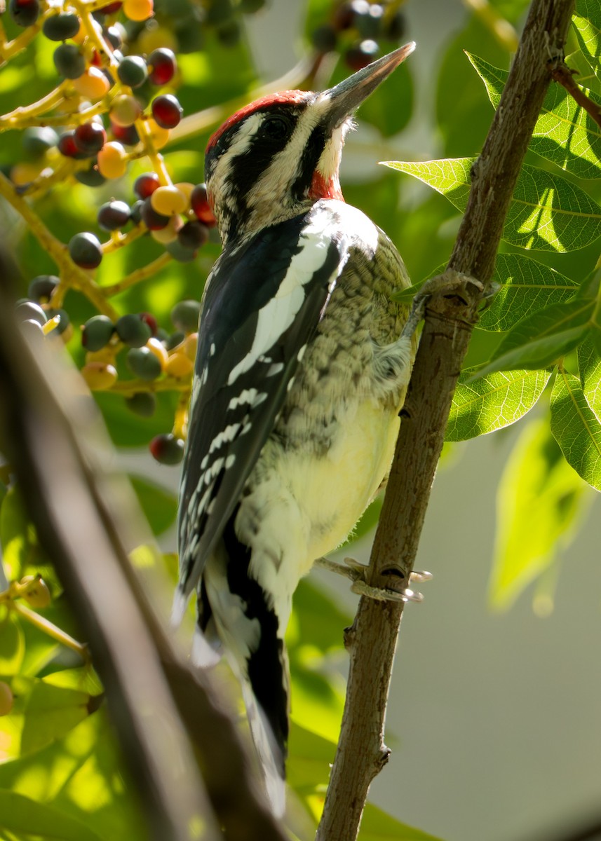 Red-naped Sapsucker - ML643740100