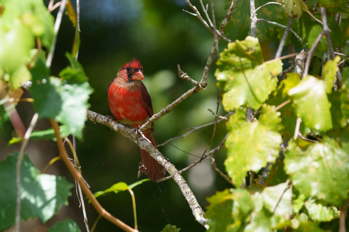 Northern Cardinal - ML643740105