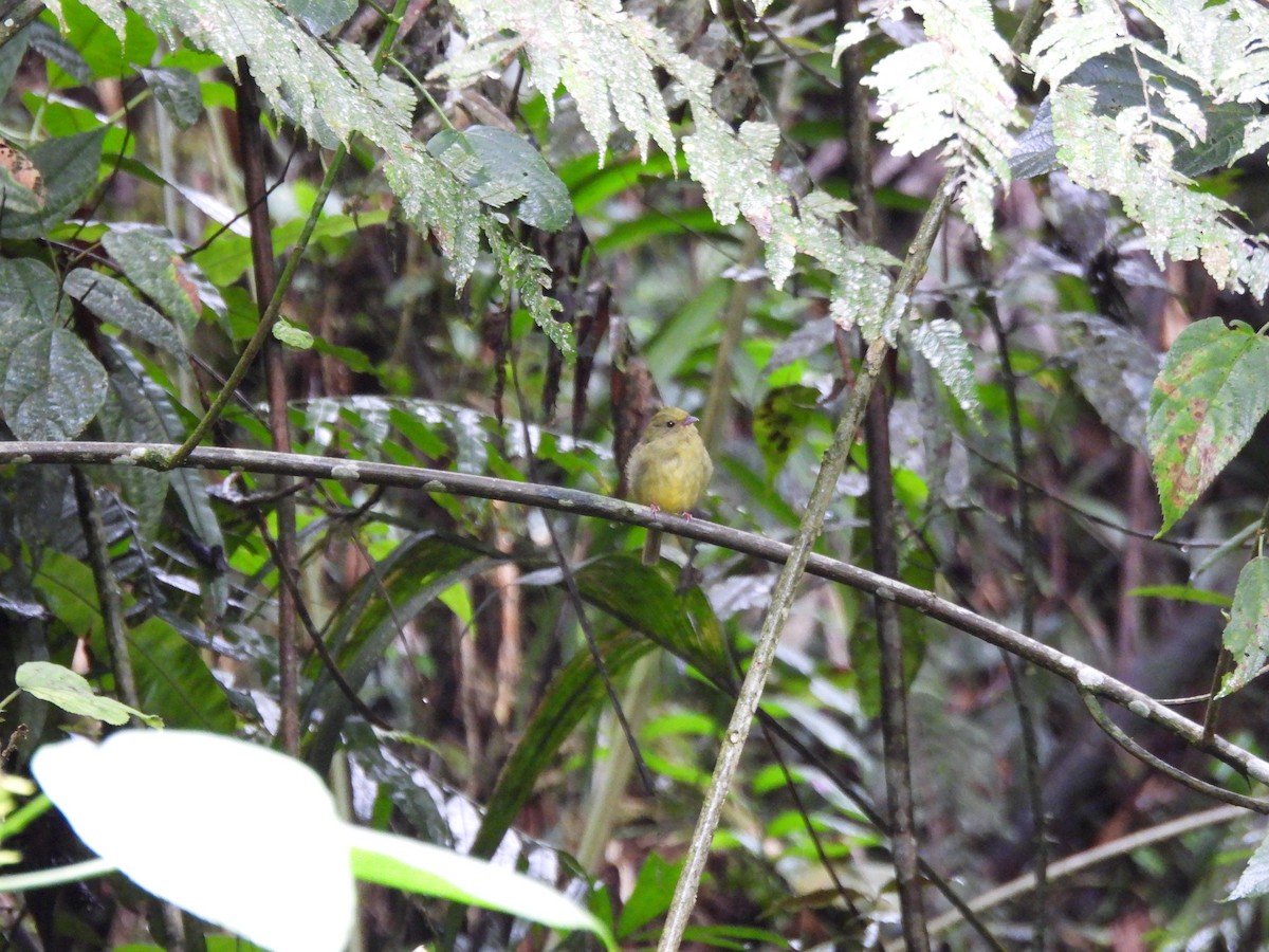 Manakin à ailes d'or - ML643740109