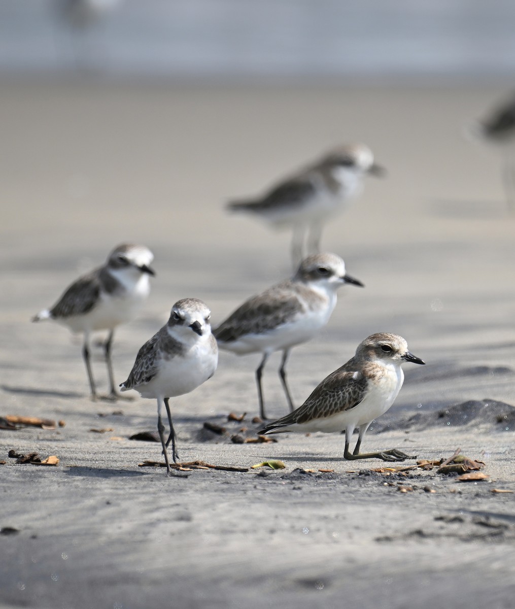 Tibetan Sand-Plover - ML643740111