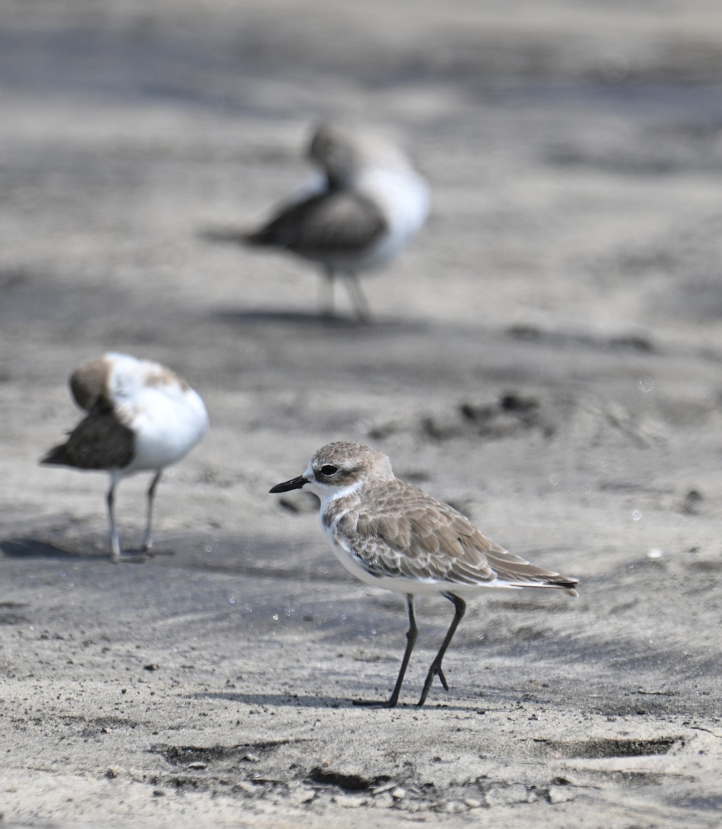 Tibetan Sand-Plover - ML643740112