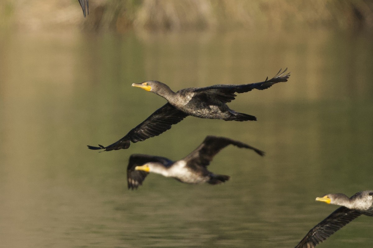 Cormoran à aigrettes - ML643740113