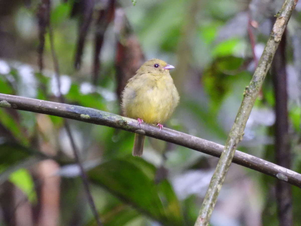 Manakin à ailes d'or - ML643740114