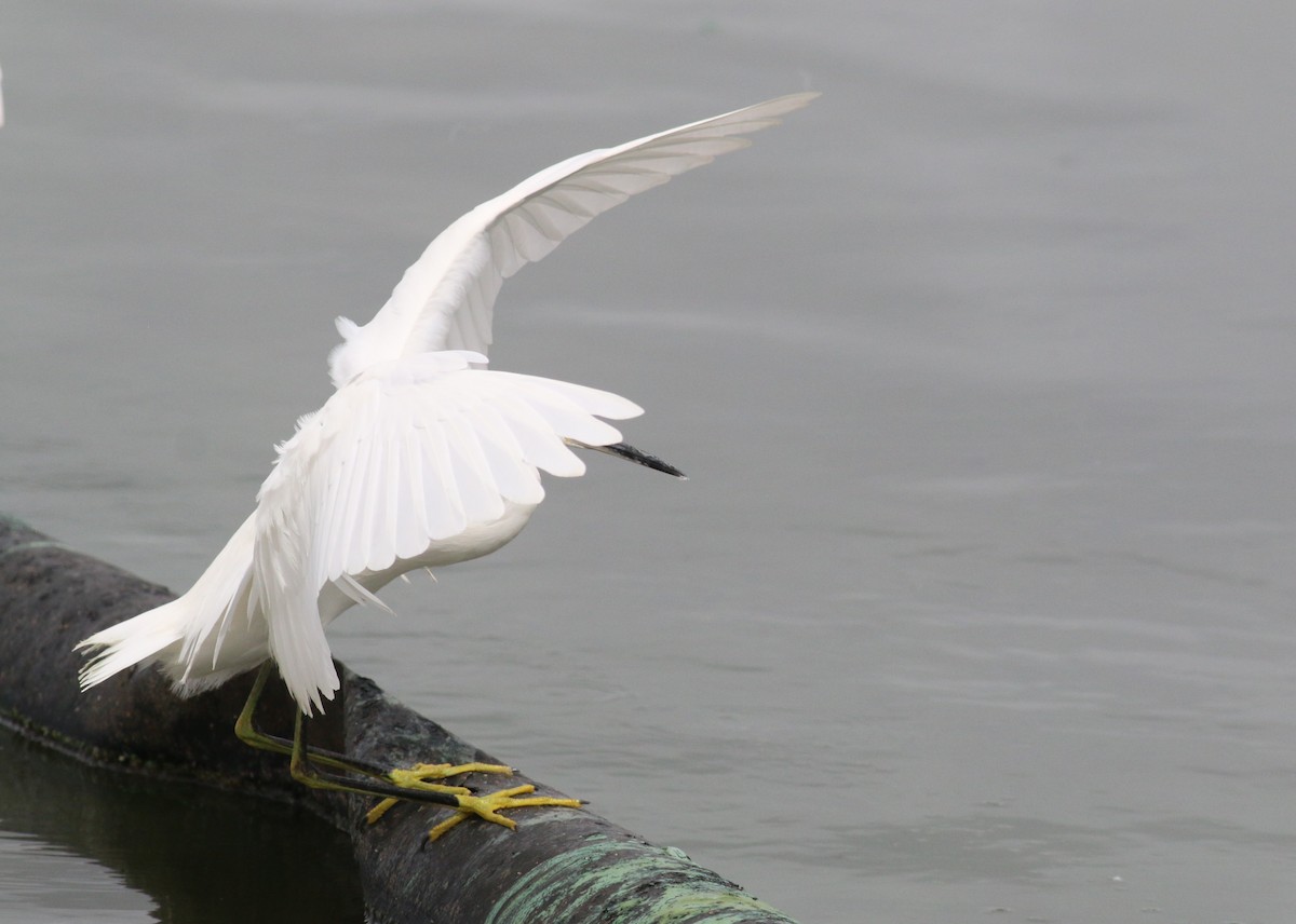 Snowy Egret - ML643740117