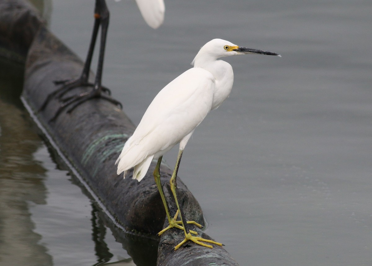 Snowy Egret - ML643740118