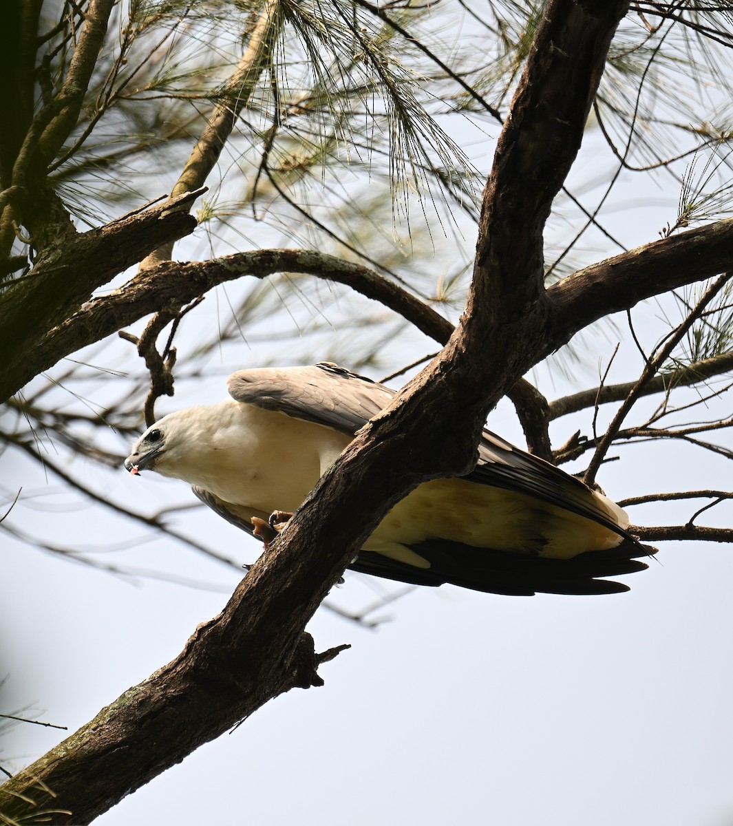 White-bellied Sea-Eagle - ML643740140