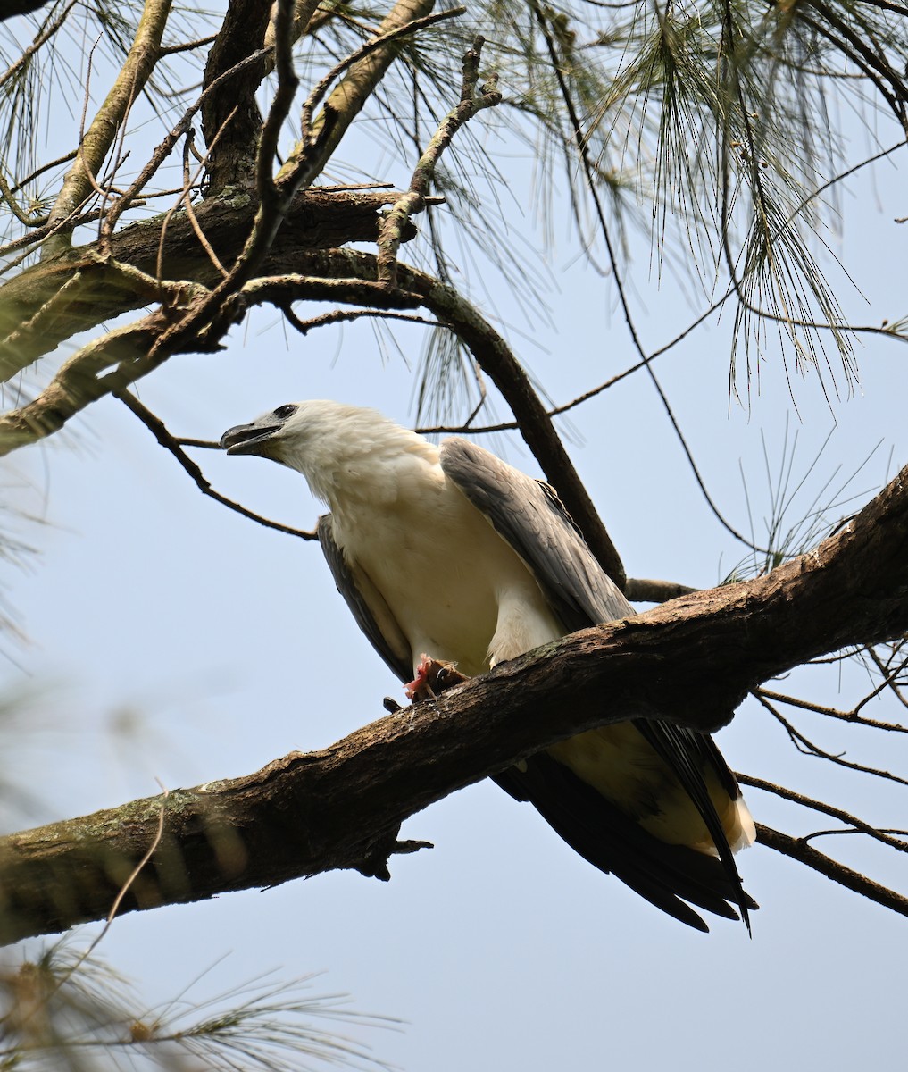 White-bellied Sea-Eagle - ML643740141