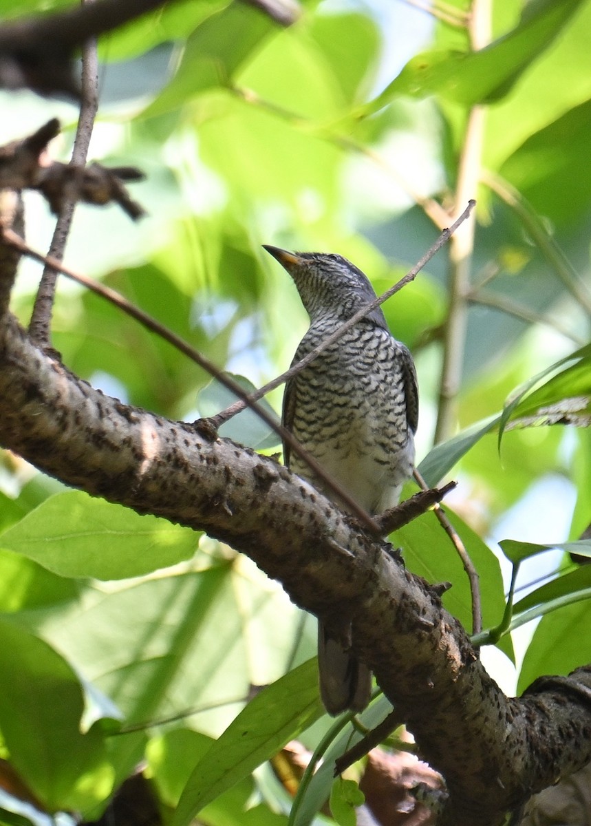 Black-headed Cuckooshrike - ML643740150