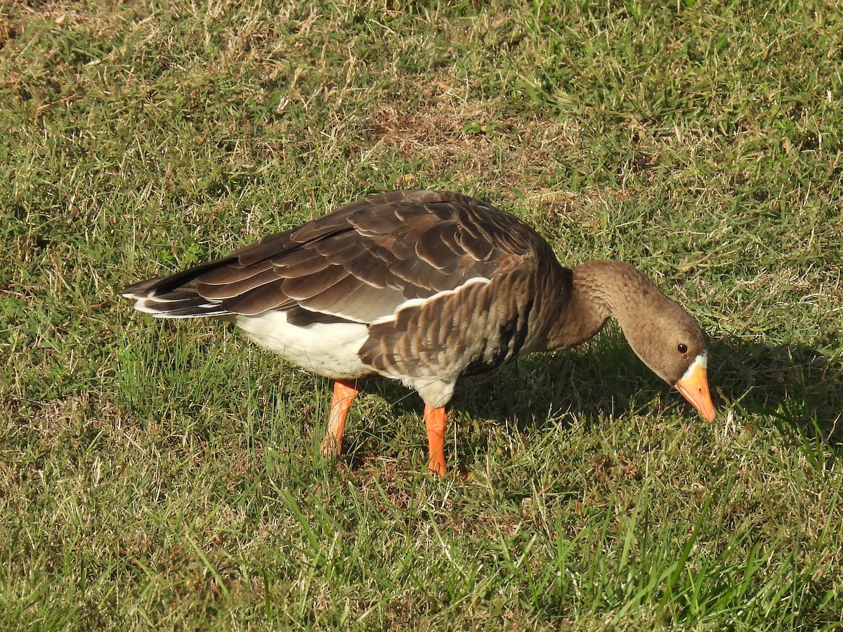マガン - ML643740155