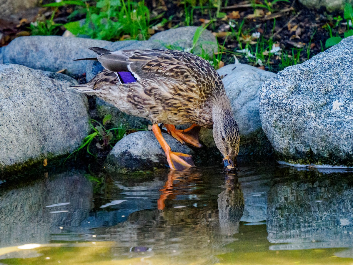 マガモ - ML643740173