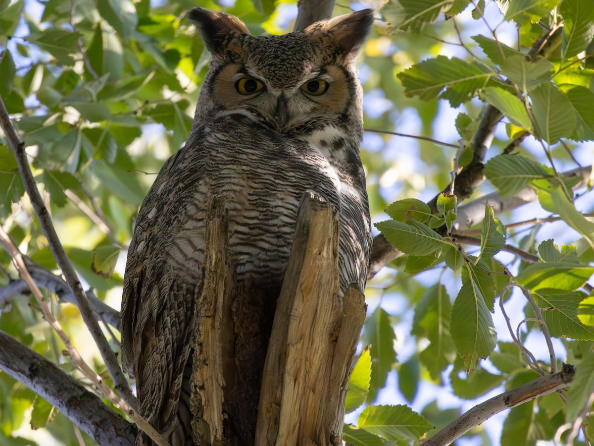 Great Horned Owl - ML643740182