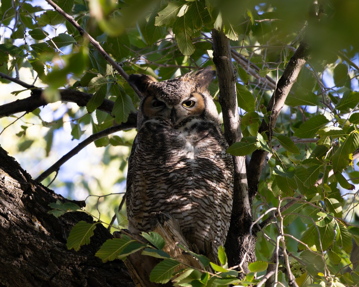 Great Horned Owl - ML643740183