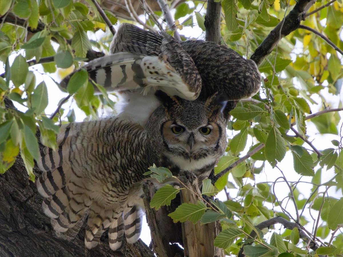 Great Horned Owl - ML643740184