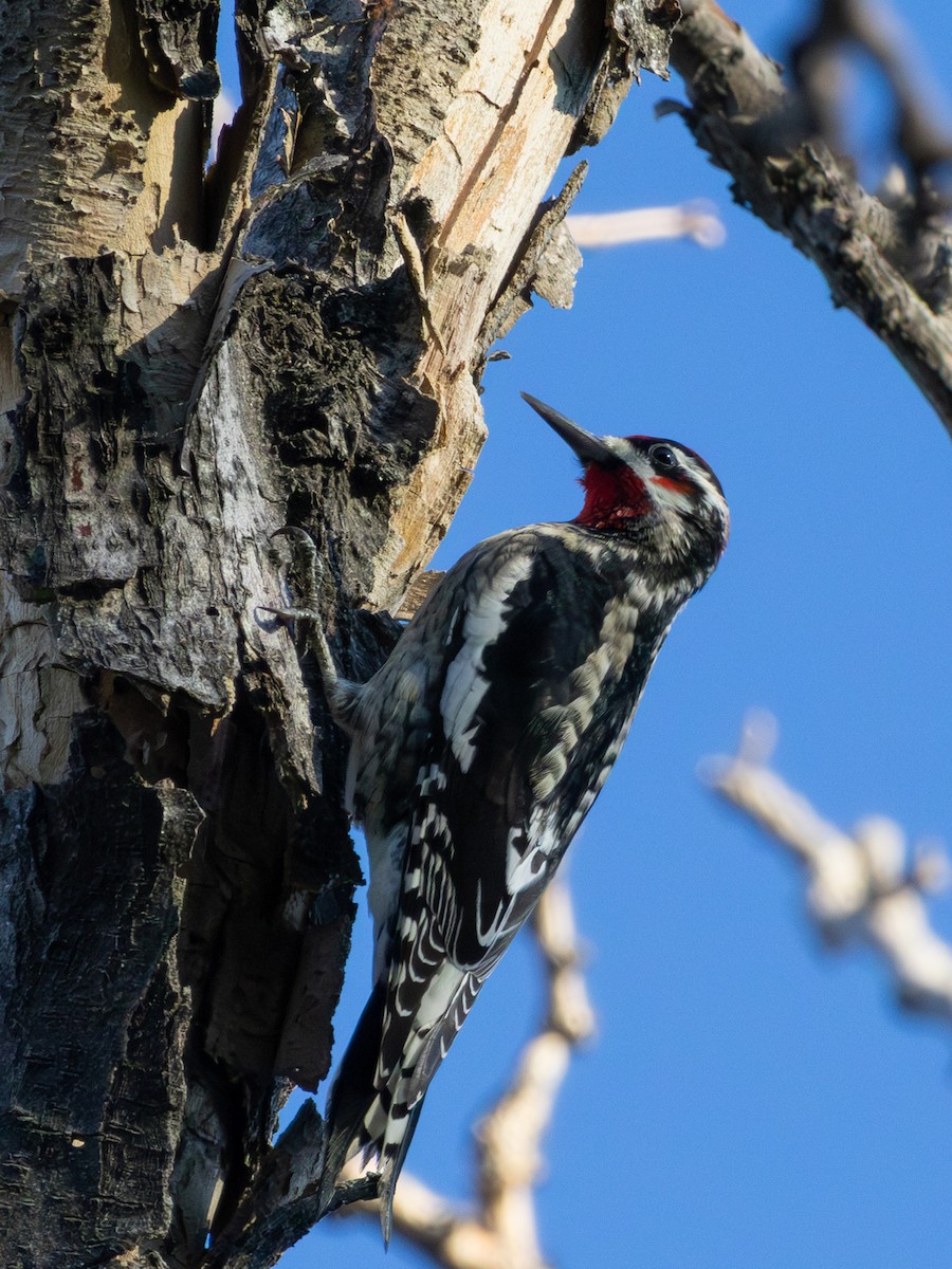 Red-naped Sapsucker - ML643740189