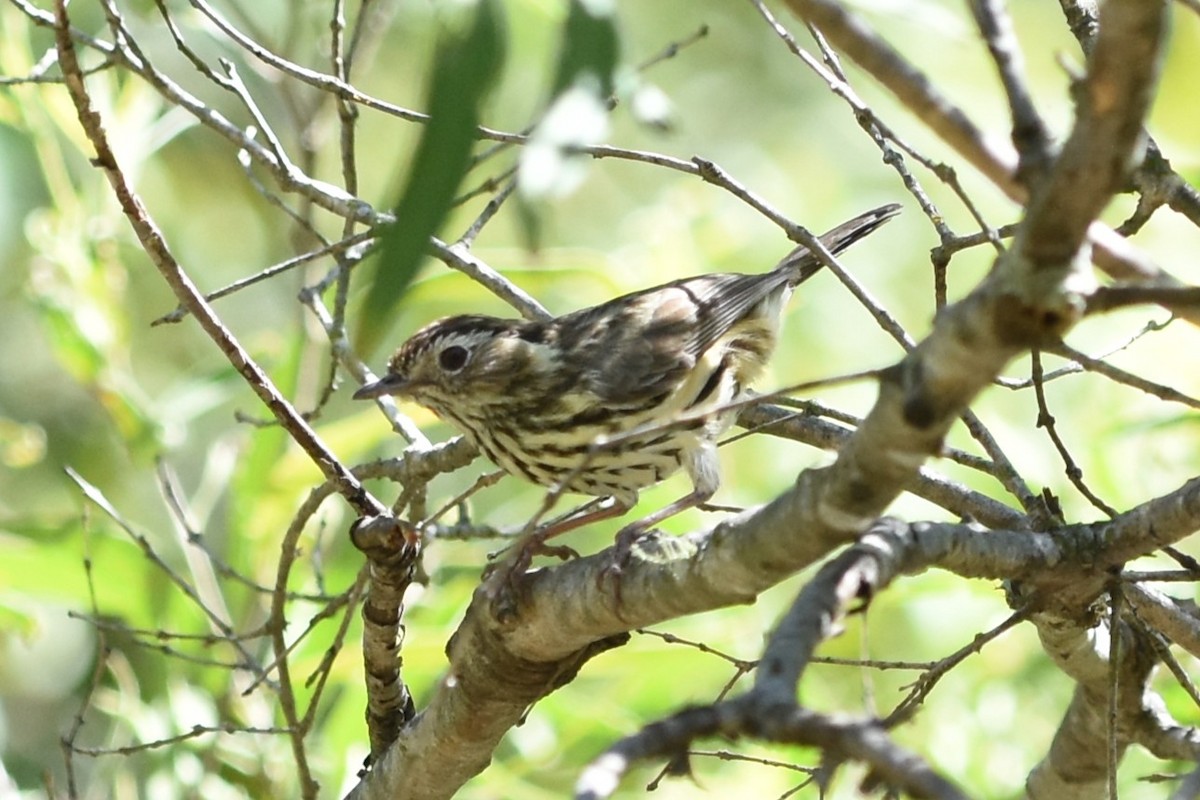 Speckled Warbler - ML643740199