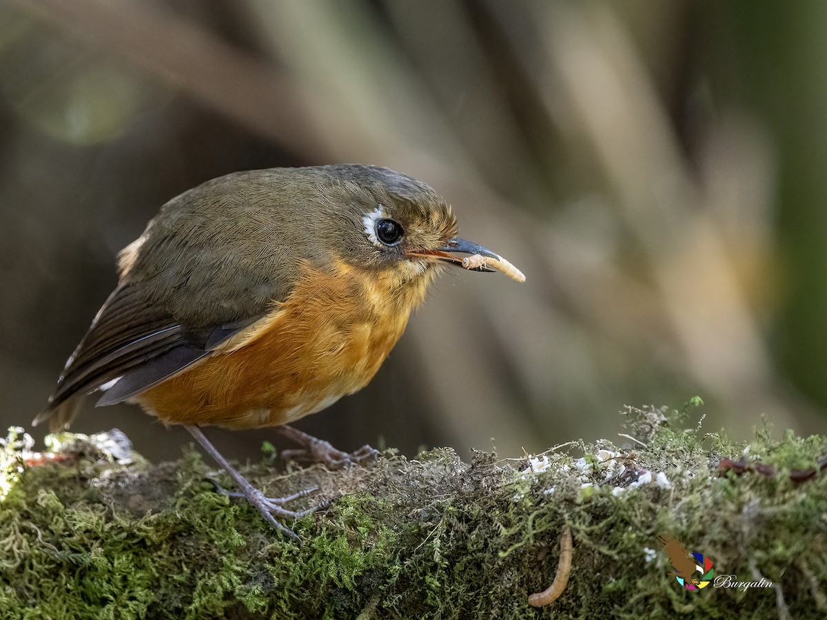 Leymebamba Antpitta - ML643740208