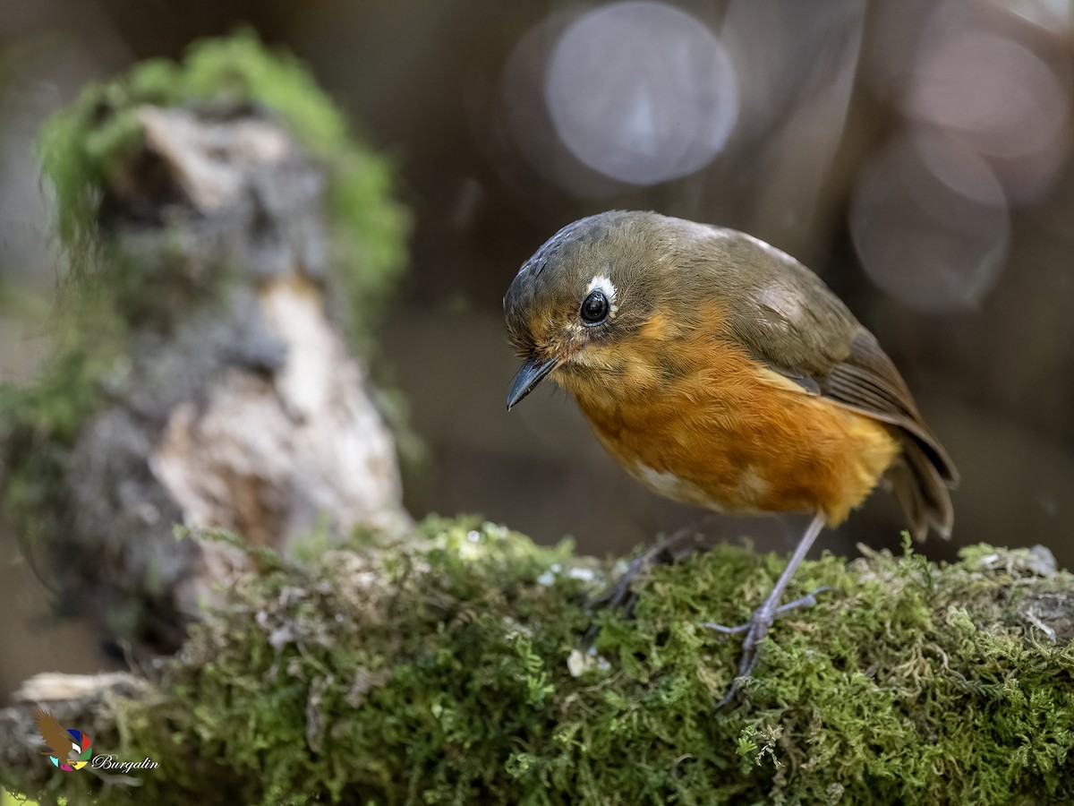 Leymebamba Antpitta - ML643740209
