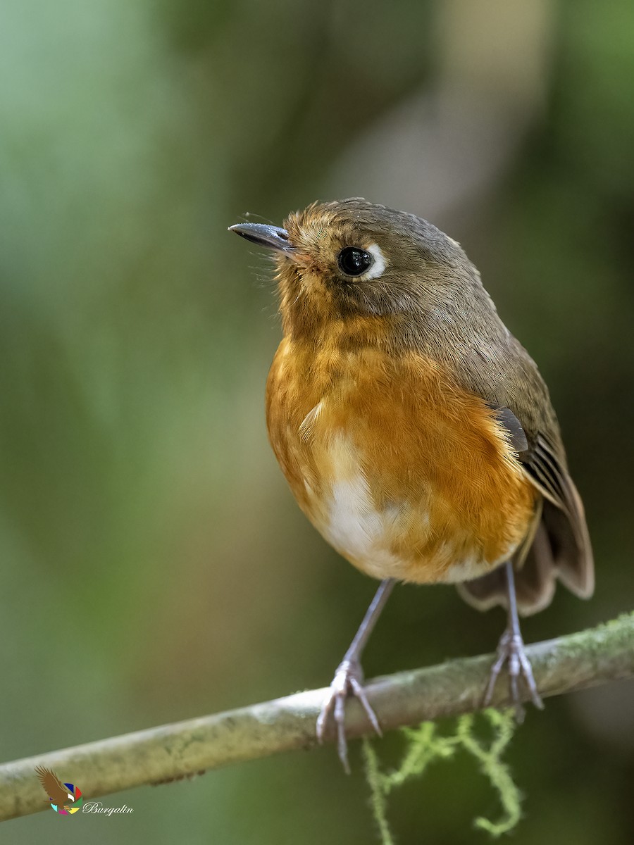 Leymebamba Antpitta - ML643740210