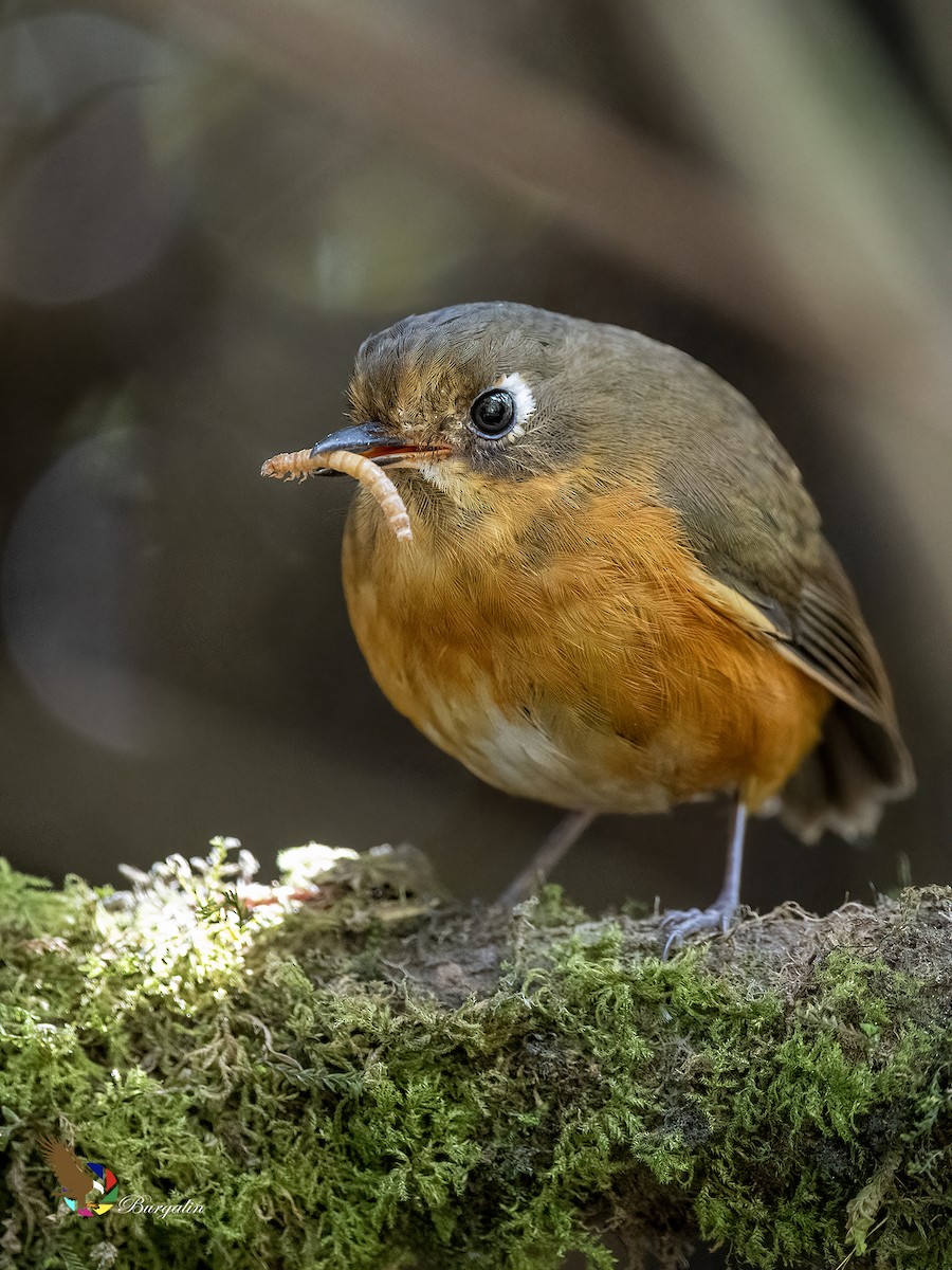 Leymebamba Antpitta - ML643740211
