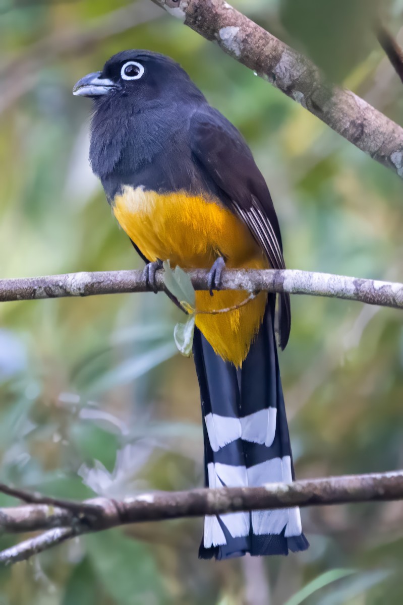 Black-headed Trogon - ML643740215
