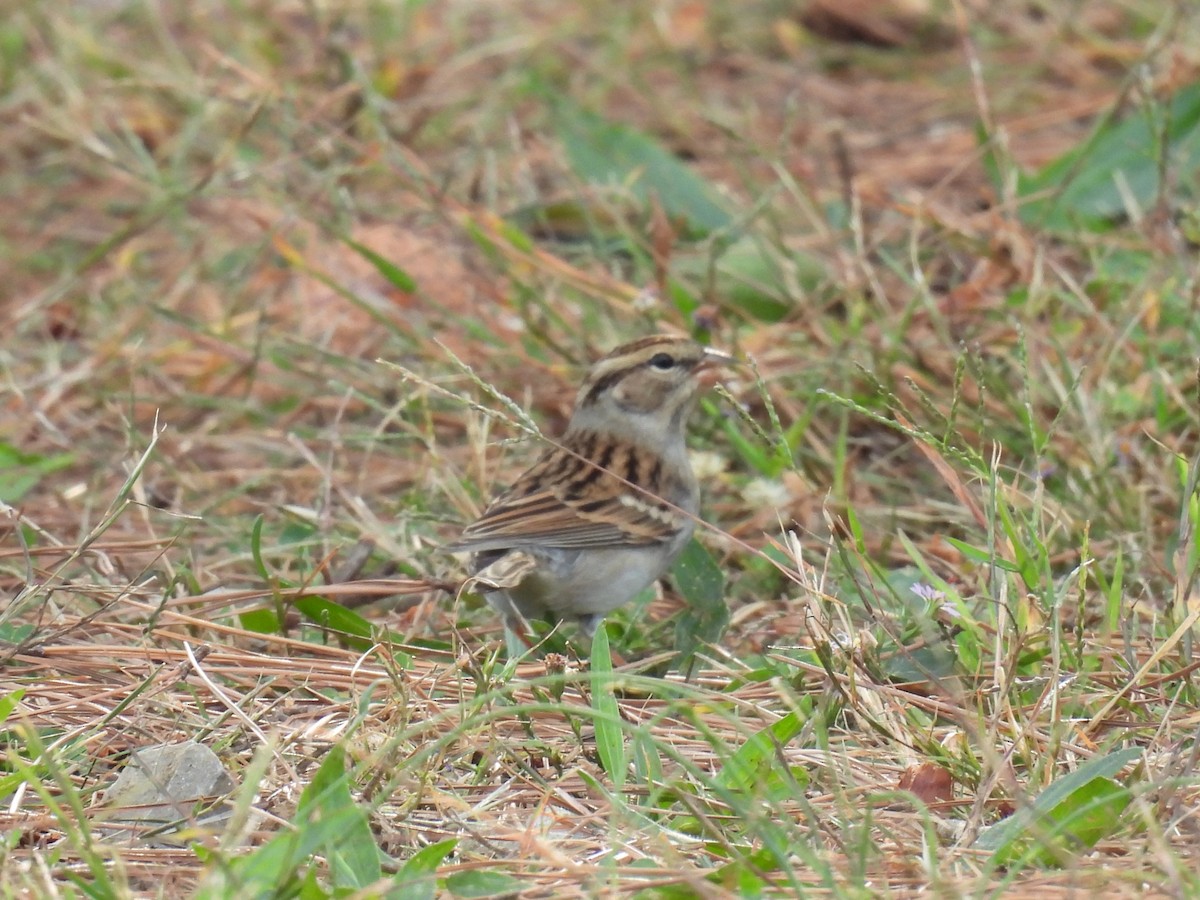 Chipping Sparrow - ML643740222
